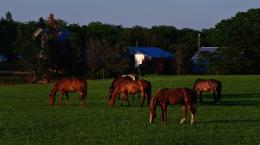 Pastoral Scenery 